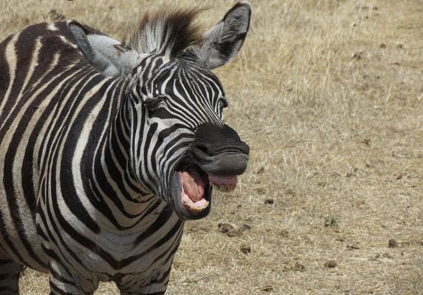 istock Zebra laughing Tanzania 523243822