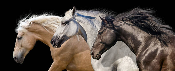 Horse herd portrait run gallop isolated on black background