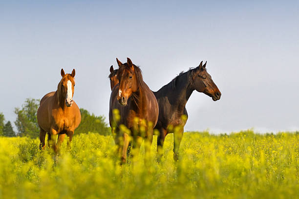 Horse herd on pasture Horse herd on pasture against blue sky horse stock pictures, royalty-free photos & images