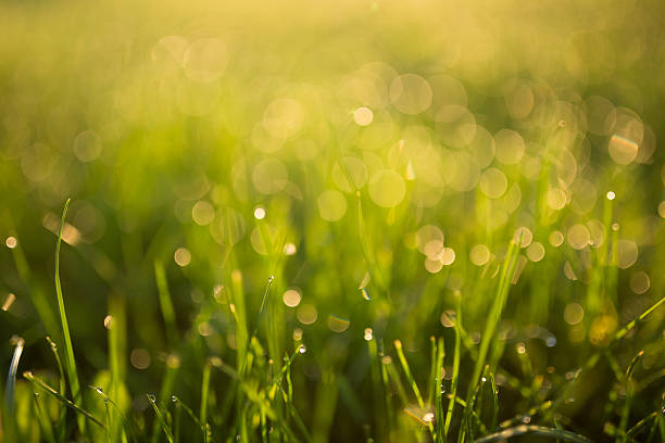 istock Water drops on the green grass 523244076