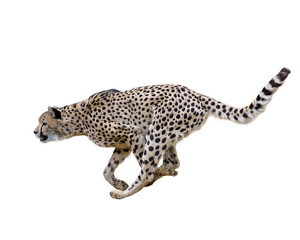 Cheetah (Acinonyx jubatus) Running stock photo