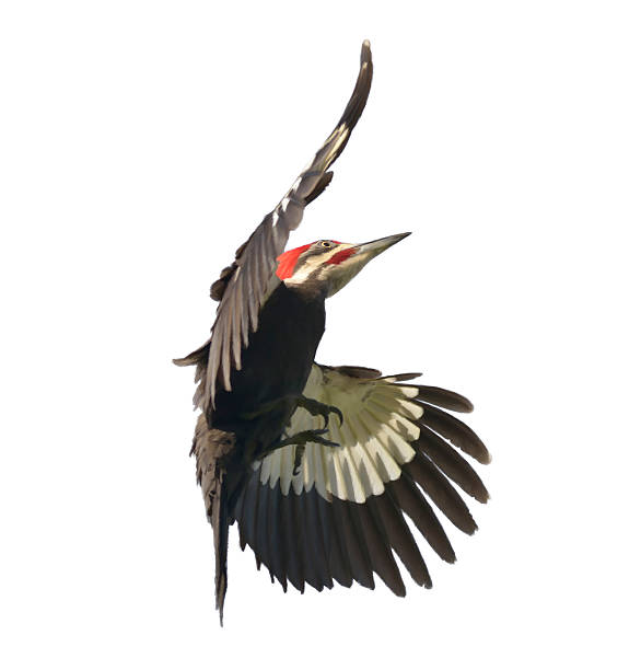 Pileated Woodpecker Watercolor Digital Painting of  Pileated Woodpecker pileated woodpecker stock pictures, royalty-free photos & images