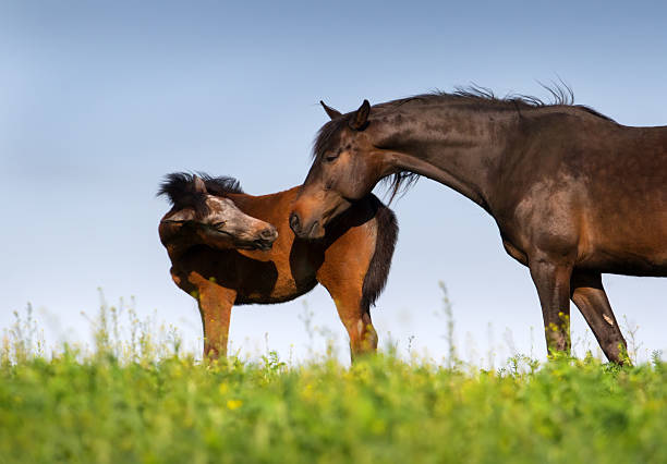 istock Horse herd on pasture 523244378