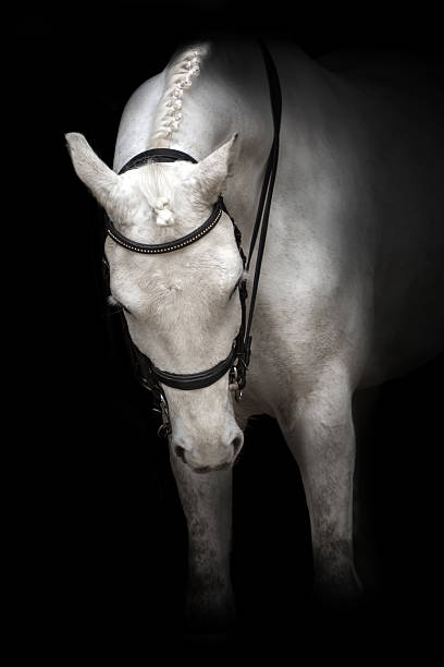 istock White horse dressage 523244402
