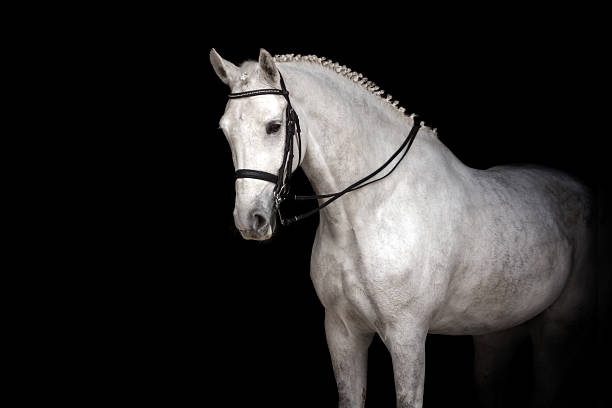 istock White horse dressage 523244500
