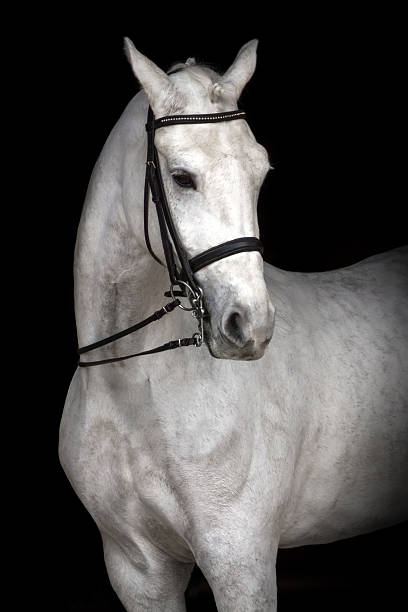 istock White horse dressage 523244548