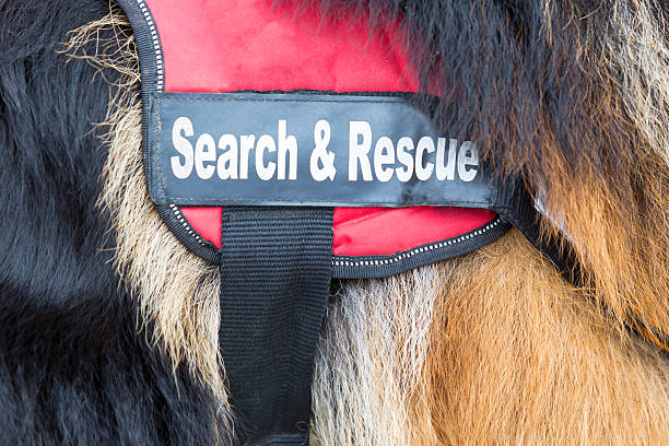 Search and rescue dog Search and rescue dog. The animal is part of the rescue team of Red Cross Organization. search and rescue dog photos stock pictures, royalty-free photos & images