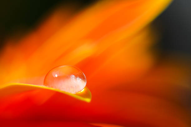 pomarańczowe kolory stokrotki w kropli wody - flame dew close up macro zdjęcia i obrazy z banku zdjęć