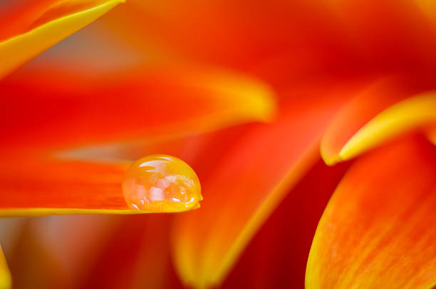 istock Orange daisy colors in a water drop 523247172