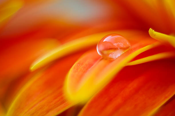 istock Orange daisy colors refraction on water drops 523247812