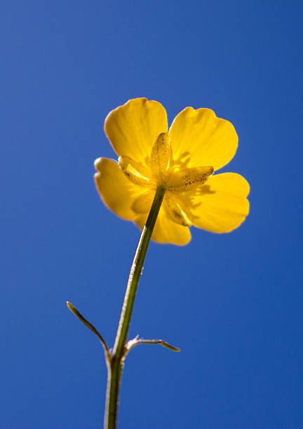 istock blooming flower in spring, buttercup 523247866