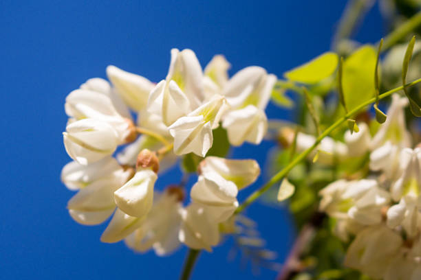 istock White acacia blooms on the spring sun 523248350