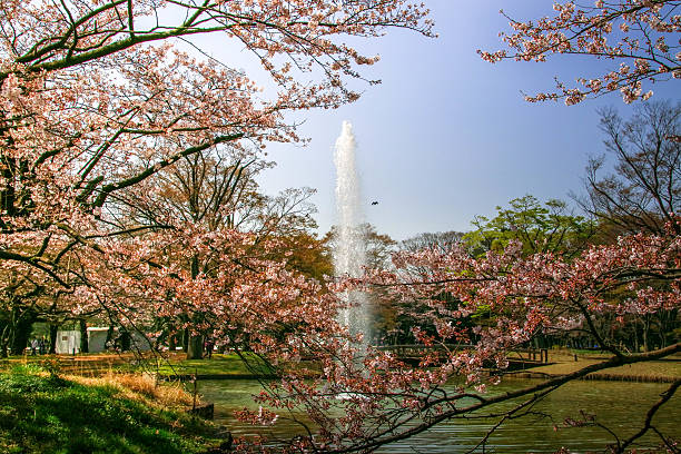 The cherry blossom bloomed in The park in Tokyo.