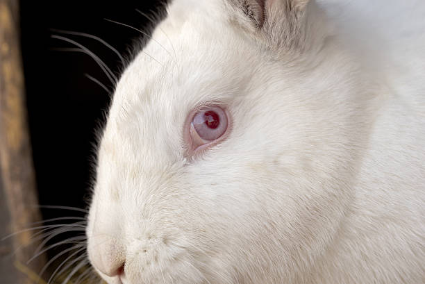 istock Portrait of the white rabbit 523249992