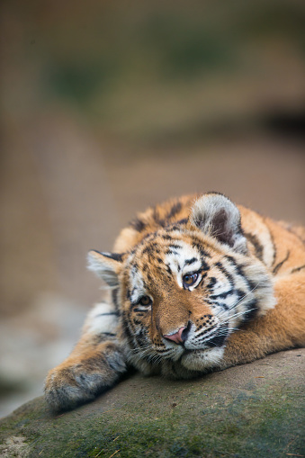 Cute tiger cub resting lazily