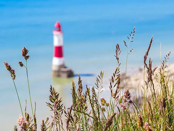 Wild flowers and Beachy Head Lighthouse as blured background. Eastbourne, East Sussex, England. Selective focus