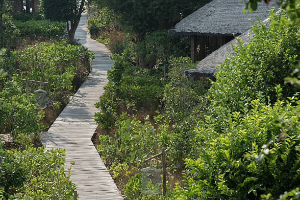 istock wooden walkway in mangrove forest 523251804