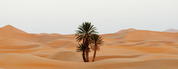 Morocco. Sand dunes of Sahara desert stock photo