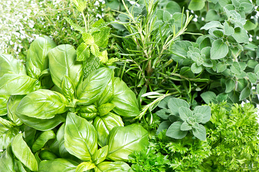 Closeup of fresh herbs. Parsley, basil, rosemary, thyme, mint, marjoram