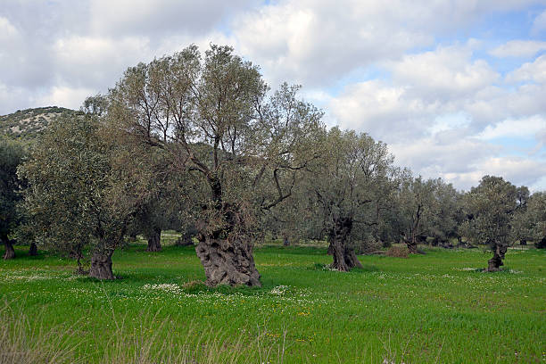 Beautiful old olive tree in field stock photo
