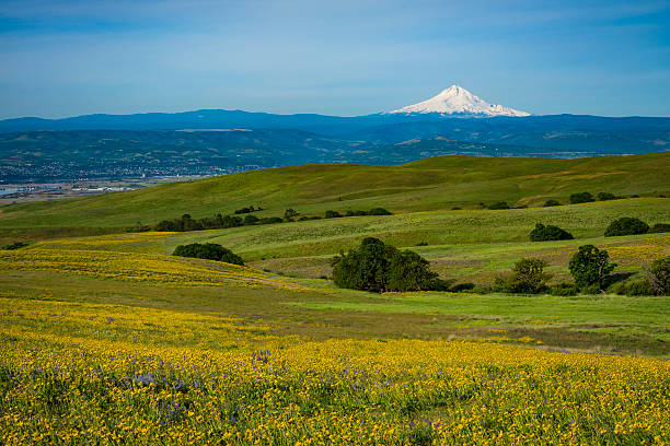 istock Mount Hood and spring flowers 523252460