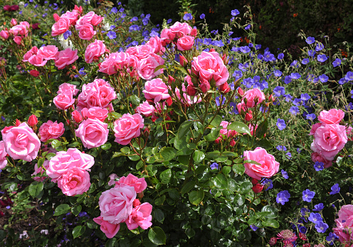 Close Up of Pink Roses in a Country Cottage Garden in Devon, England, UK