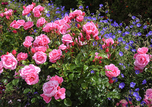 Pink Roses (Rosa) in Devon, England, UK stock photo