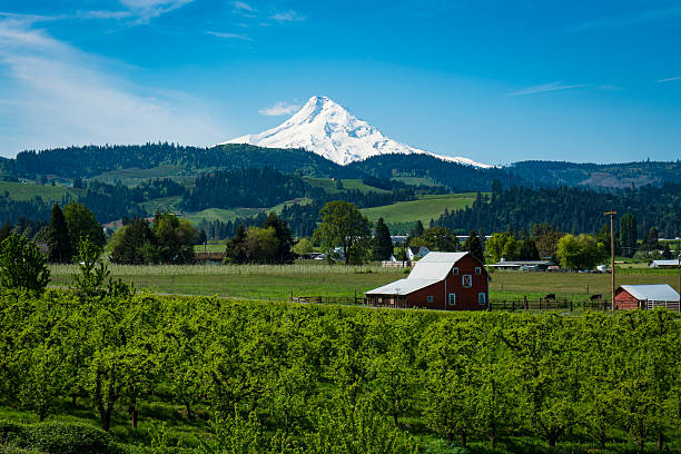 Mount Hood among apple orchards, in Oregon Snowy Mount Hood among apple orchards in the hood River Valley, Oregon oregon barn farm mt hood stock pictures, royalty-free photos & images