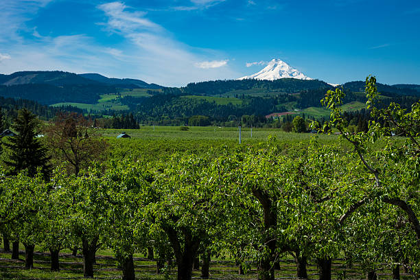 istock Mount Hood and apple orchards, Oregon 523252854