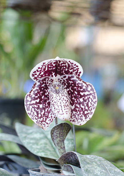 istock Paphiopedilum Orchid 523253758