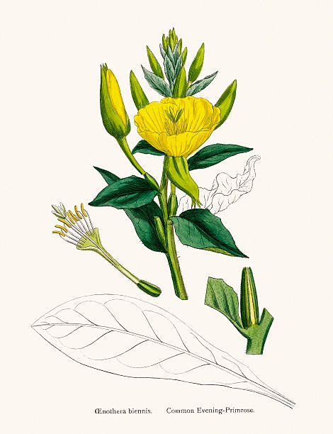 nachtkerze pflanze wissenschaftlichen illustrationen - wildflower botanical garden botany flower stock-grafiken, -clipart, -cartoons und -symbole