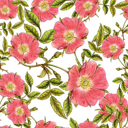 Briars Design Briar Pattern Stock Illustration - Download Image Now - Art, Art And ...