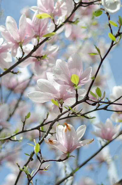 istock Tender magnolia flowers 523255088