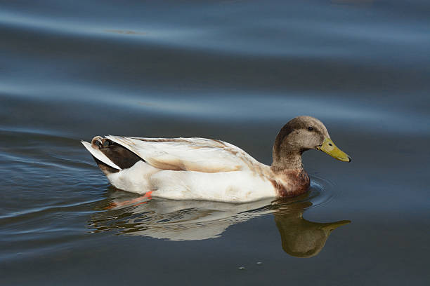 istock Mixed breed mallard duck living in the wild 523255446
