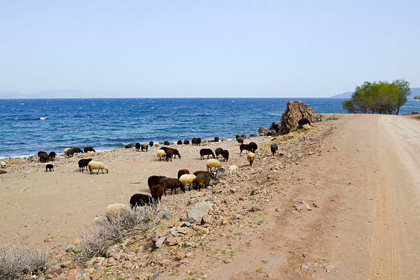 istock sheep on Lesvos Island at springtime Greece 523255516