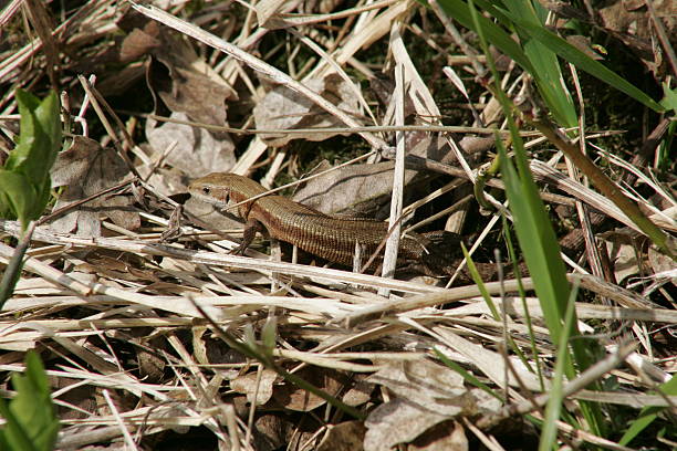 Viviparous Lizard (Zootoca vivipara) Viviparous lizard in the grasses of a calcicultural lawn. zootoca vivipara stock pictures, royalty-free photos & images