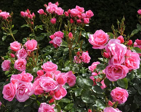 Roses Garden Pictures | Download Free Images on Unsplash
