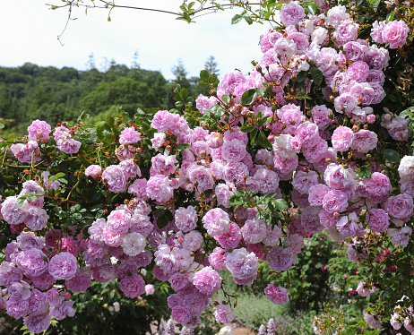 Rambling Pink Roses Trailing on a Pergola in a Country Cottage Garden in Devon, England, UK