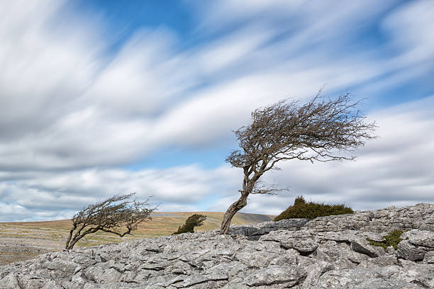 Hawthorn trees blown by a strong wind Windblown hawthorn trees on Twistleton Scar limestone payment, Yorkshire (UK) april showers may flowers stock pictures, royalty-free photos & images