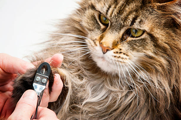 istock Maine Coon Cat Getting His Nails Cut. 523259213