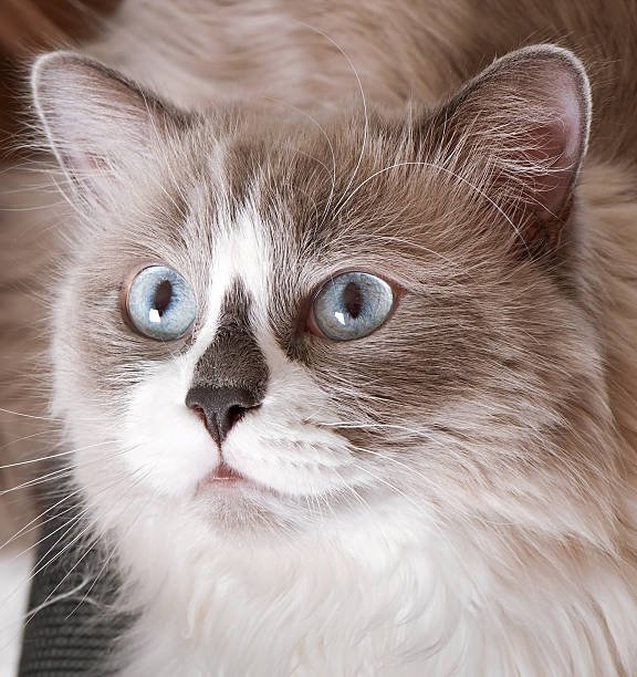 istock Ragdoll breed of cat face close-up 523259547