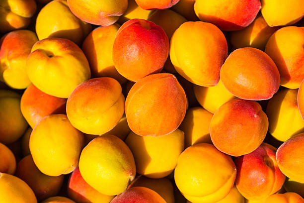 istock Ripe apricots during the harvest 523259560