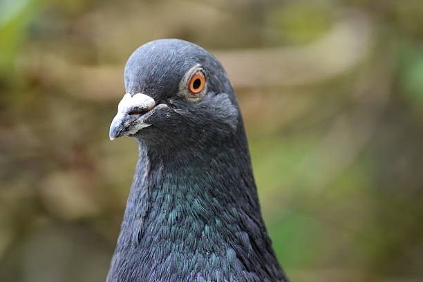 istock Pigeon, head and shoulders above 523260078