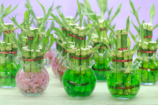 Lucky bamboo (Dracaena sanderiana) in a glass pot stock photo