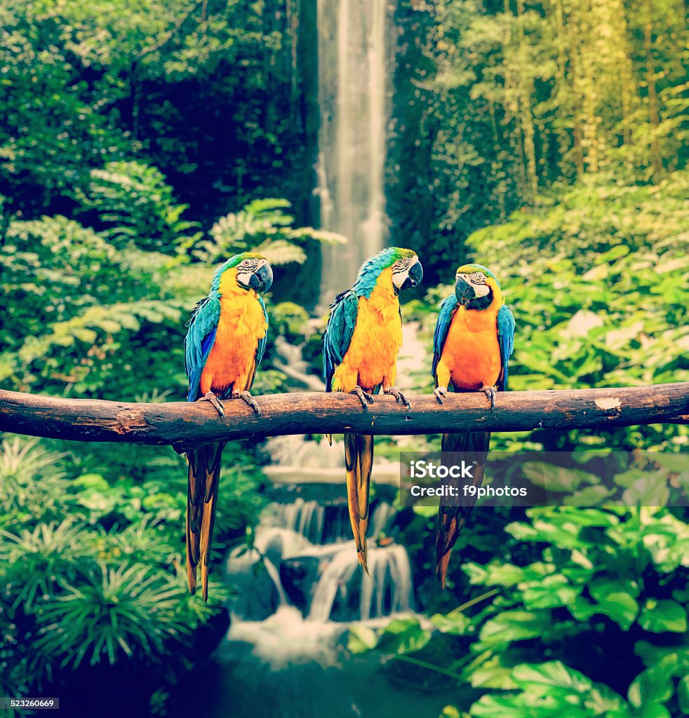 Blue-and-Yellow Macaw Vintage retro effect filtered hipster style travel image of Blue-and-Yellow Macaw Ara ararauna, also known as the Blue-and-Gold Macaw Animal Stock Photo