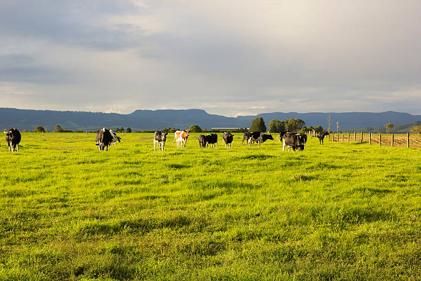 istock Cattle grazing in the open meadows in Australia 523260707