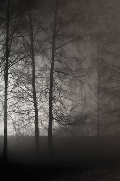 istock Illuminated Misty Trees Silhouettes Naked Leafless Branches Vertical Autumn Scenery 523261204