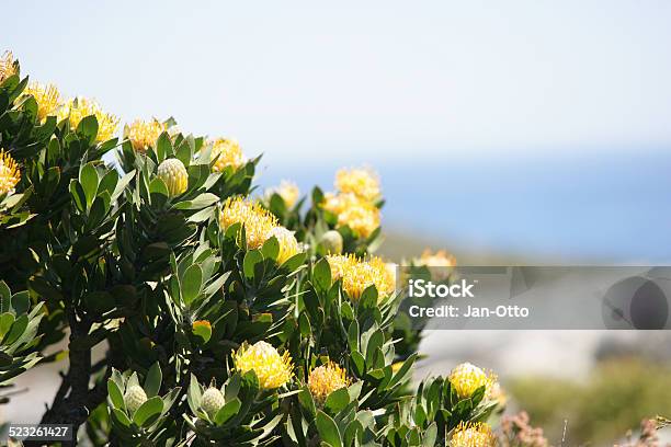 Protea Am Kaphalbinsel Südafrika Stockfoto und mehr Bilder von Afrika - Afrika, Atlantik, Baumblüte