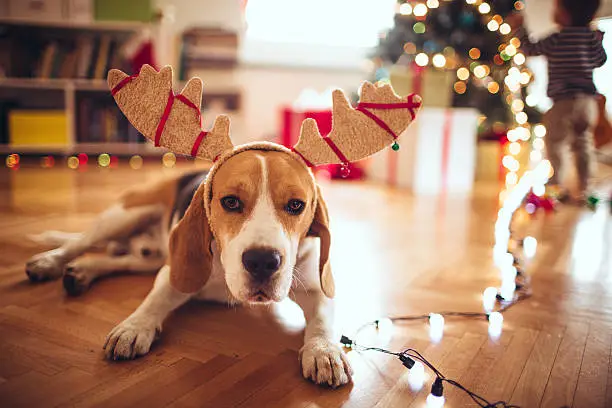 Cute beagle dog celebrating Christmas, wearing deer horns