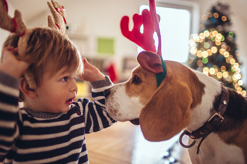 Cute little dog and cute little boy, dressed up as reindeer, the red-nose reindeer..